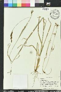 Rhynchospora caduca image