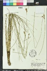 Rhynchospora plumosa image