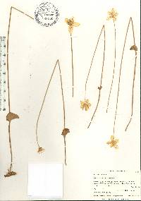 Parnassia caroliniana image