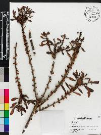 Myrica cerifera image