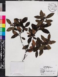 Pittosporum eugenioides image