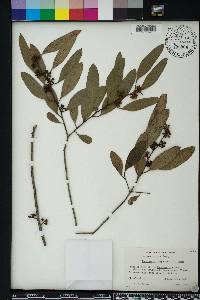 Media resource of Eucalyptus camphora
