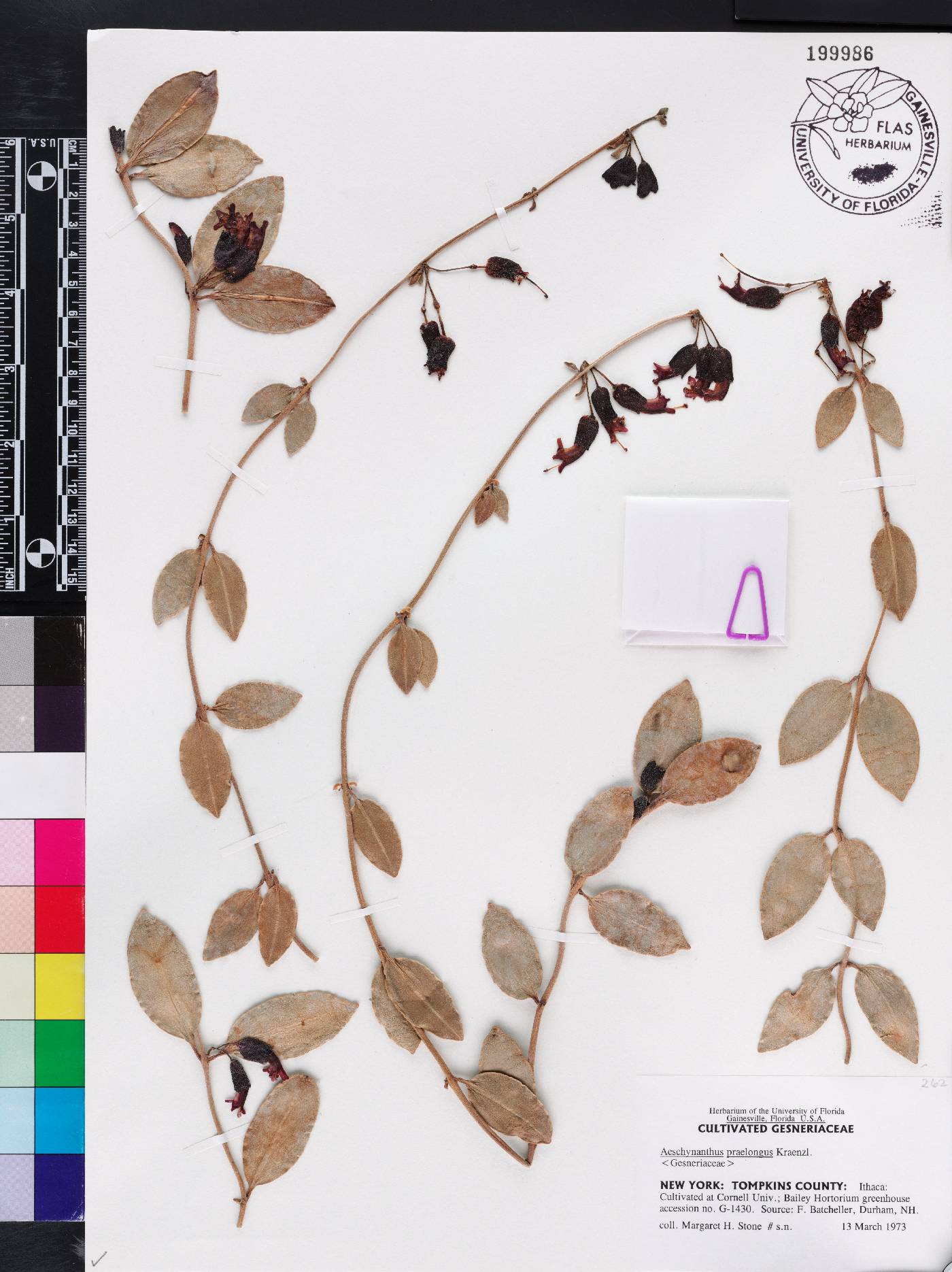 Aeschynanthus praelongus image