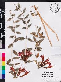 Aeschynanthus pulcher image