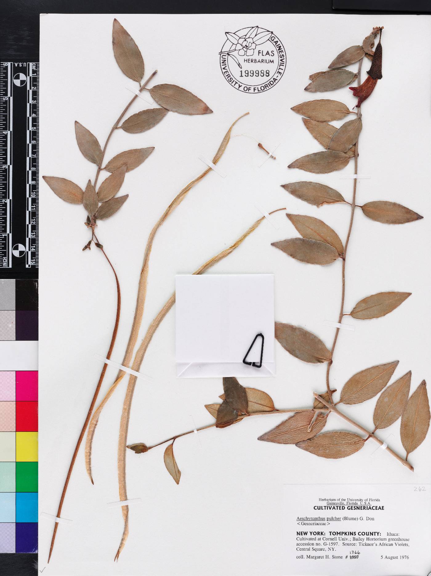 Aeschynanthus pulcher image