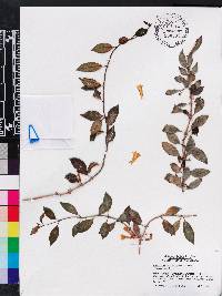 Codonanthopsis crassifolia image
