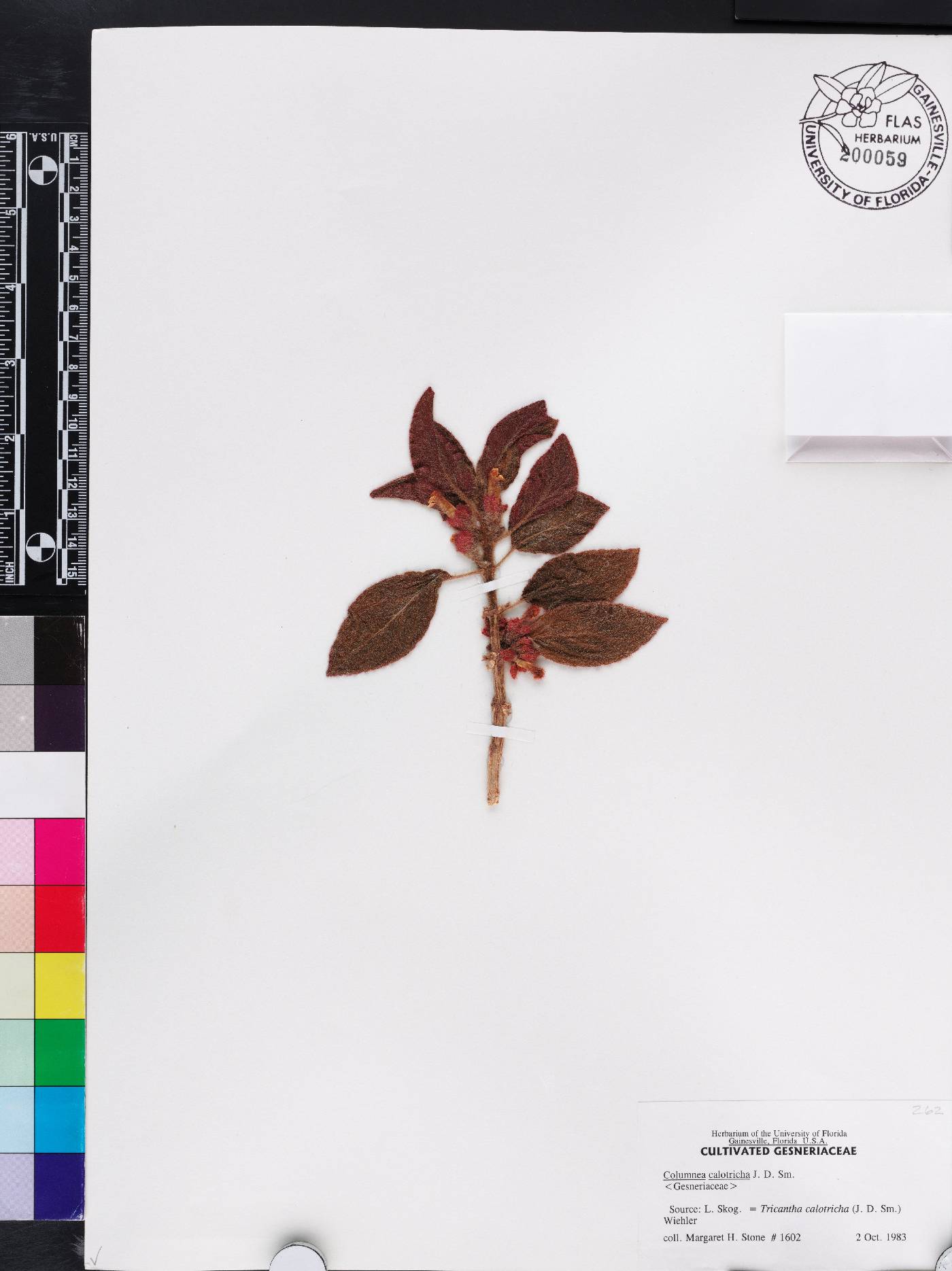 Columnea calotricha image