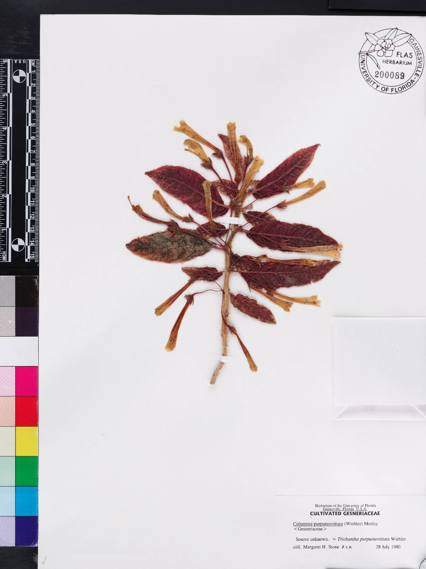 Columnea purpureovittata image