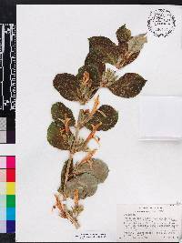Columnea urbanii image