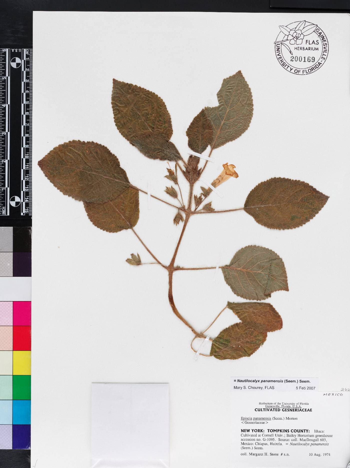 Chrysothemis panamensis image