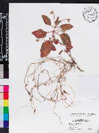 Media resource of Gloxinella lindeniana