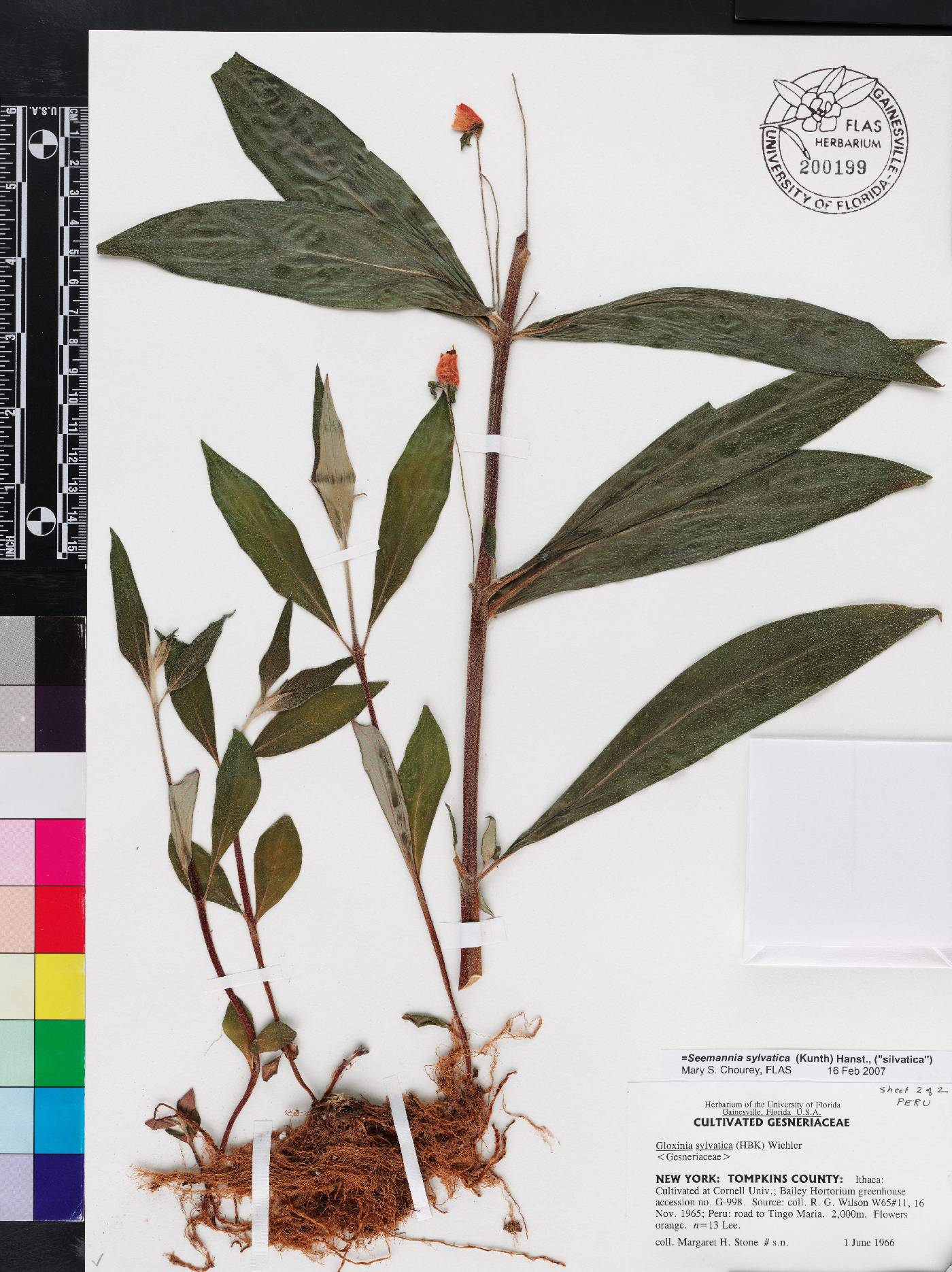 Seemannia sylvatica image