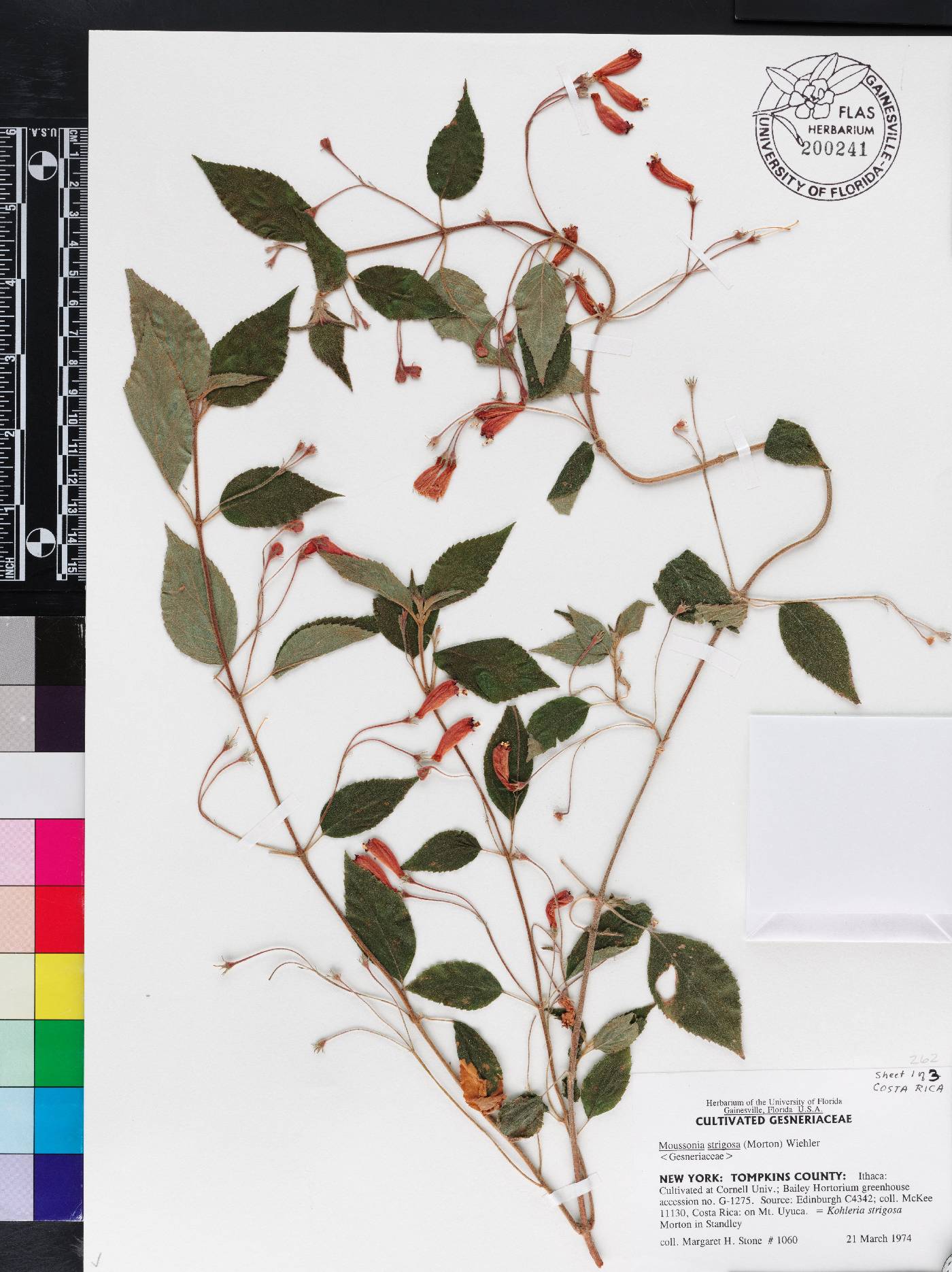 Moussonia strigosa image