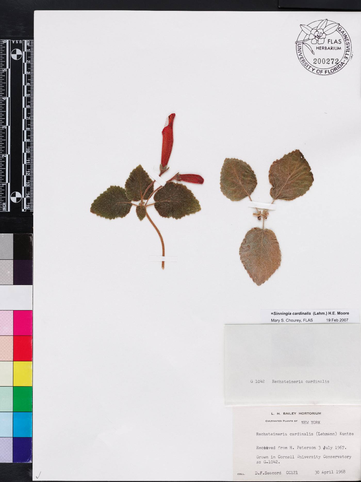 Sinningia cardinalis image