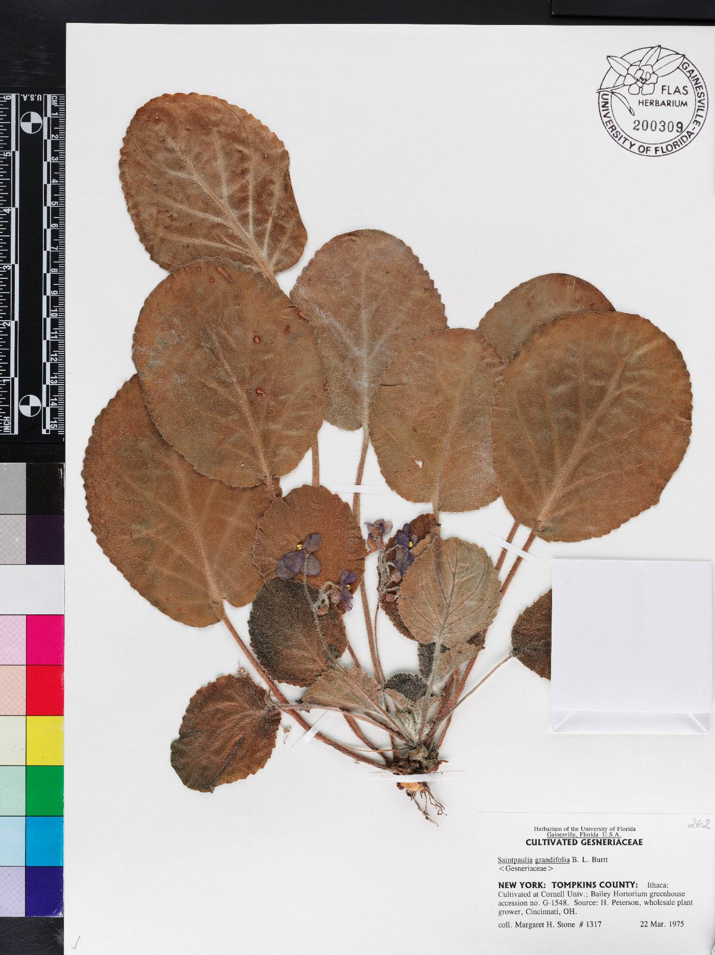 Saintpaulia ionantha subsp. grandifolia image