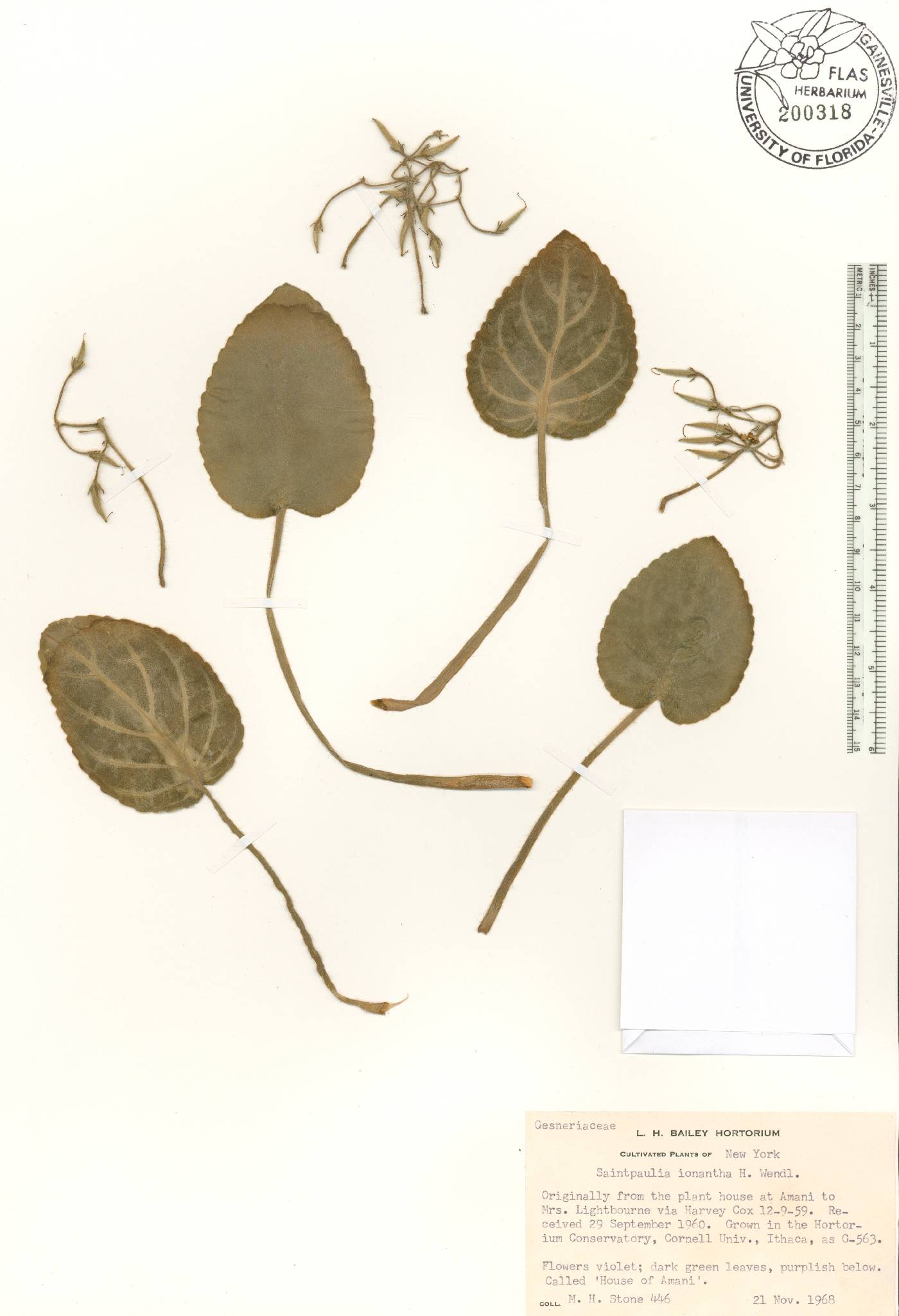 Saintpaulia ionantha image