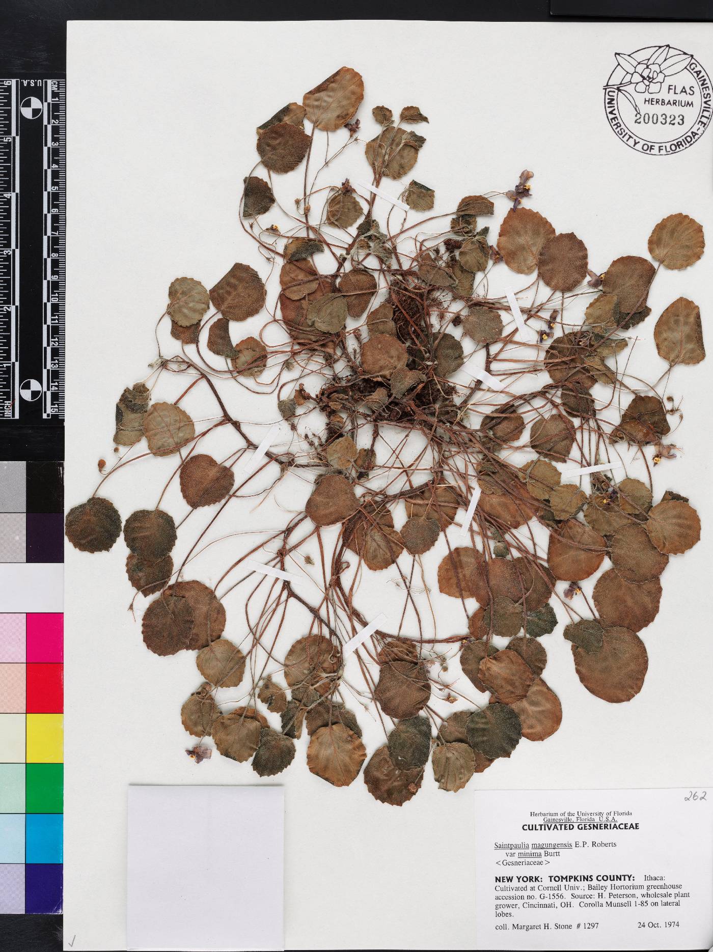 Saintpaulia ionantha subsp. grotei image
