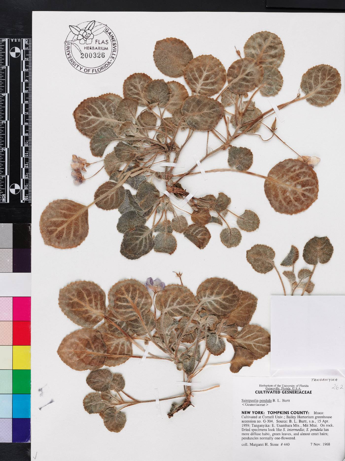 Saintpaulia ionantha subsp. pendula image