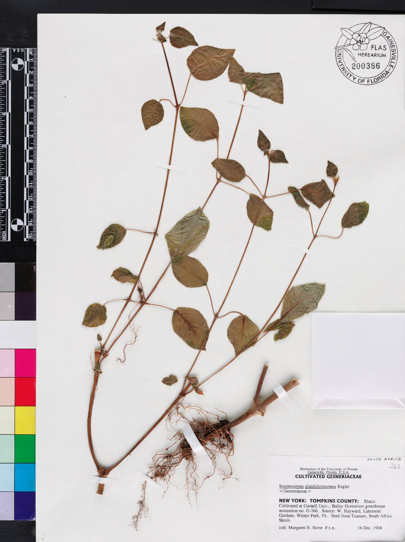 Streptocarpus glandulosissimus image