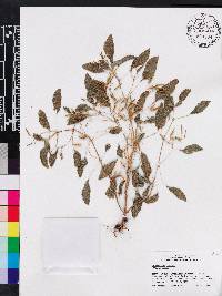 Streptocarpus muscosus image