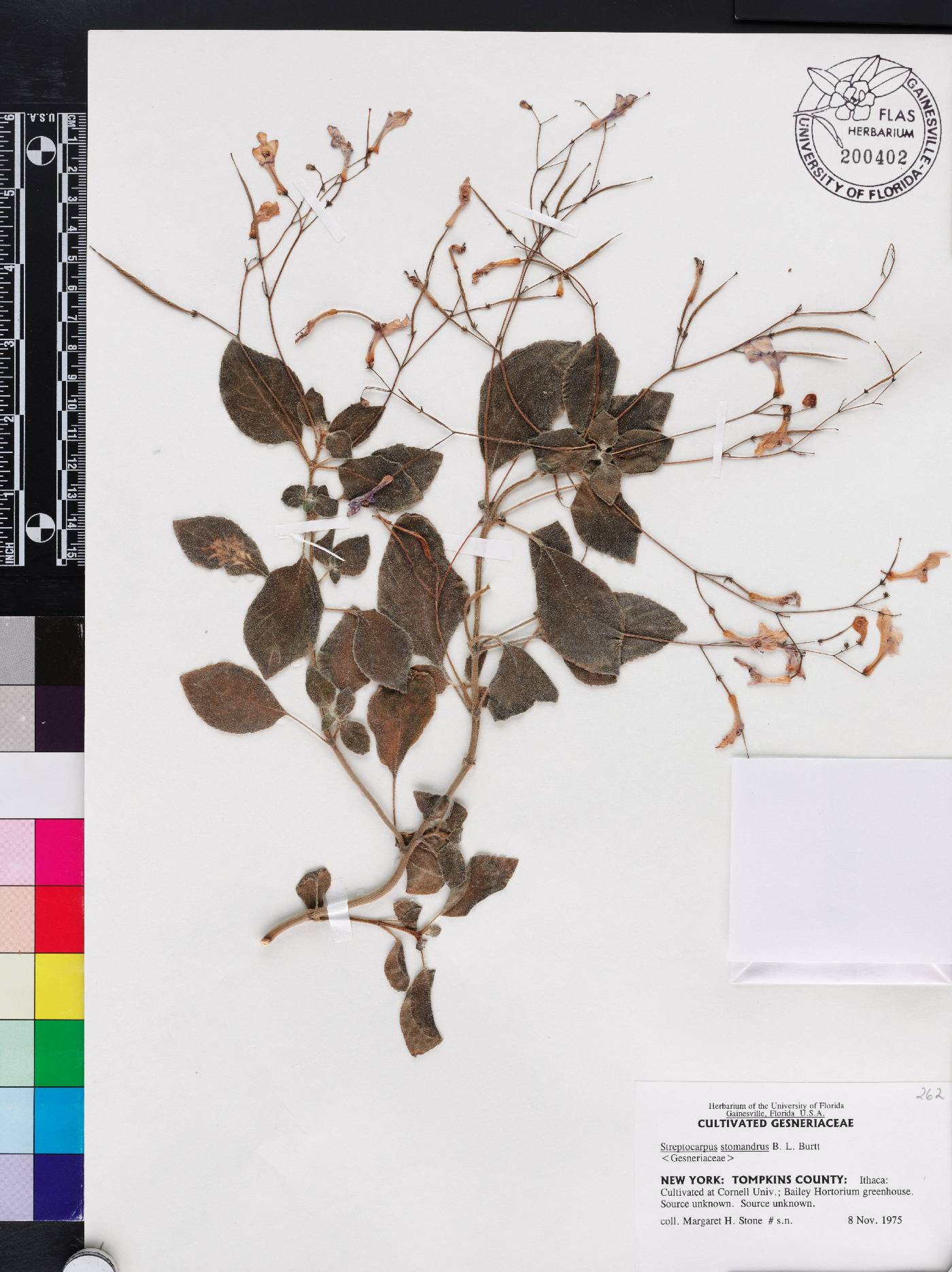 Streptocarpus stomandrus image