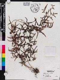 Lygodium japonicum image