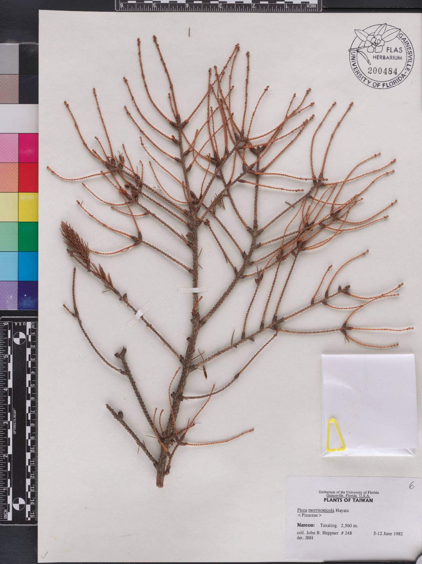Picea morrisonicola image