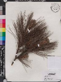 Pinus taiwanensis image