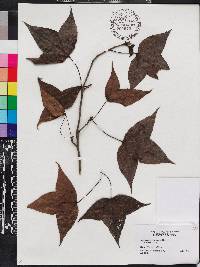 Liquidambar formosana image