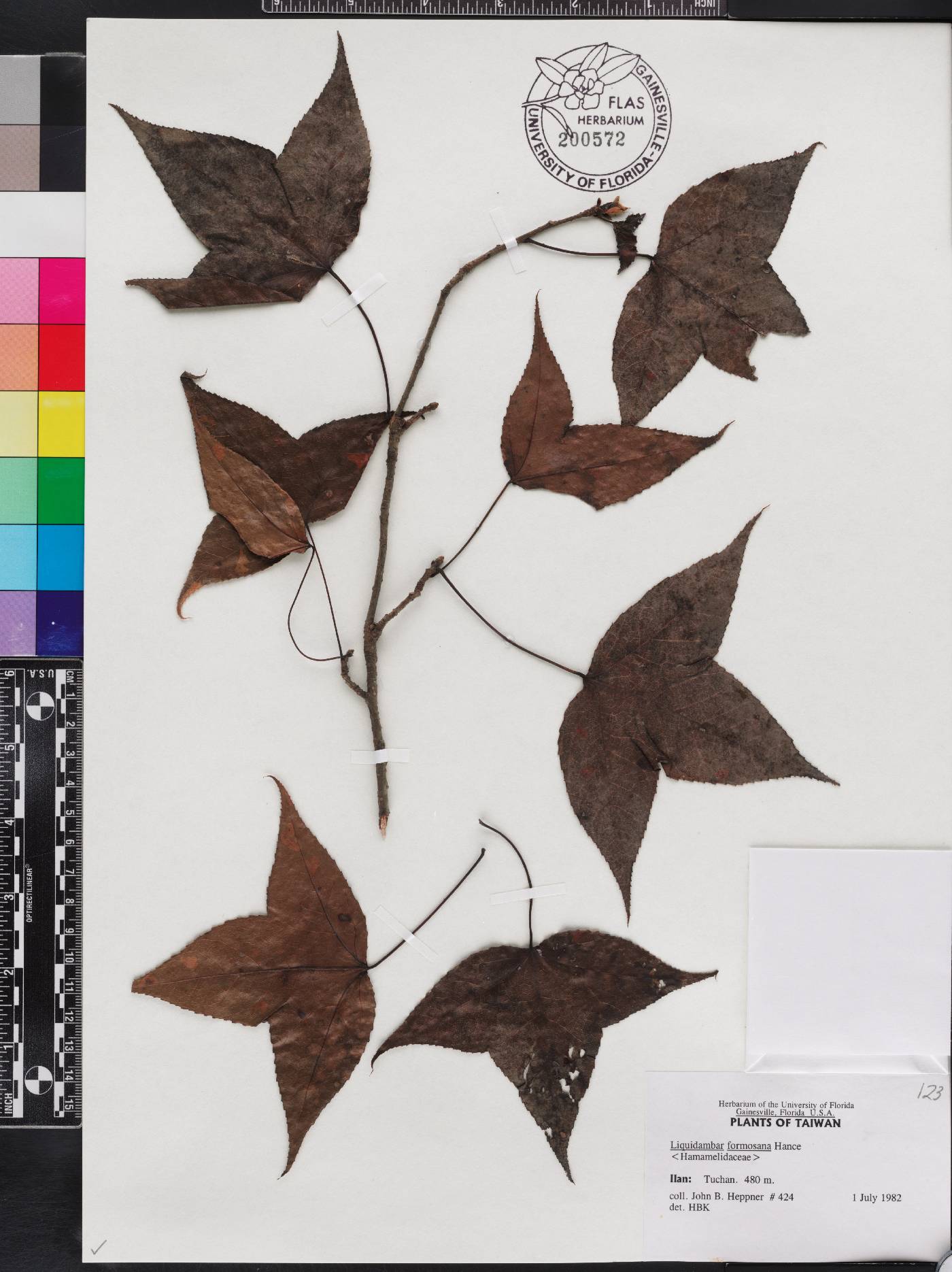 Liquidambar formosana image