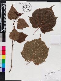 Acer caudatifolium image