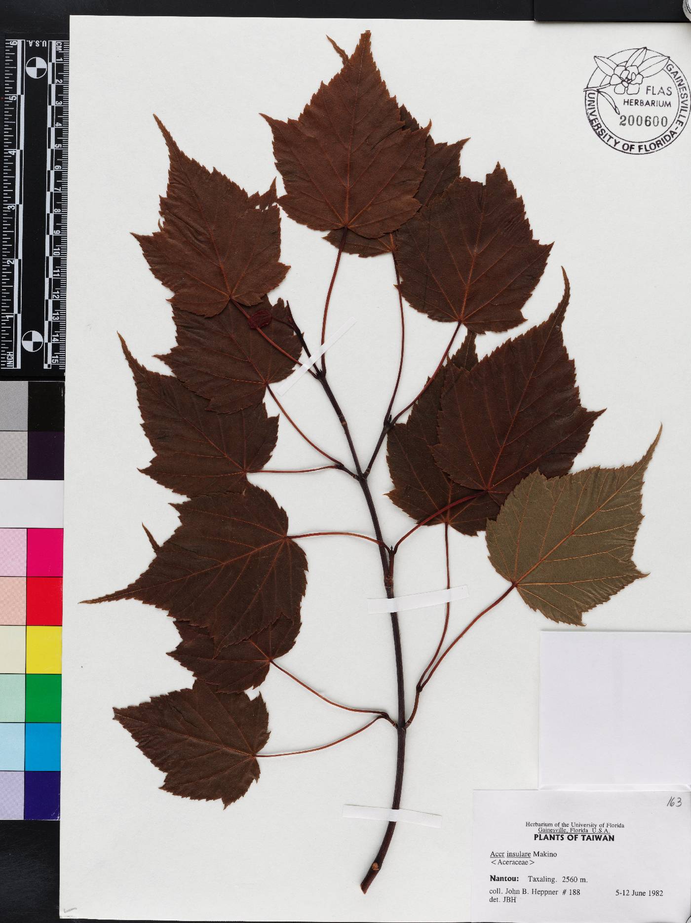 Acer caudatifolium image