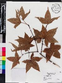 Acer caudatifolium image