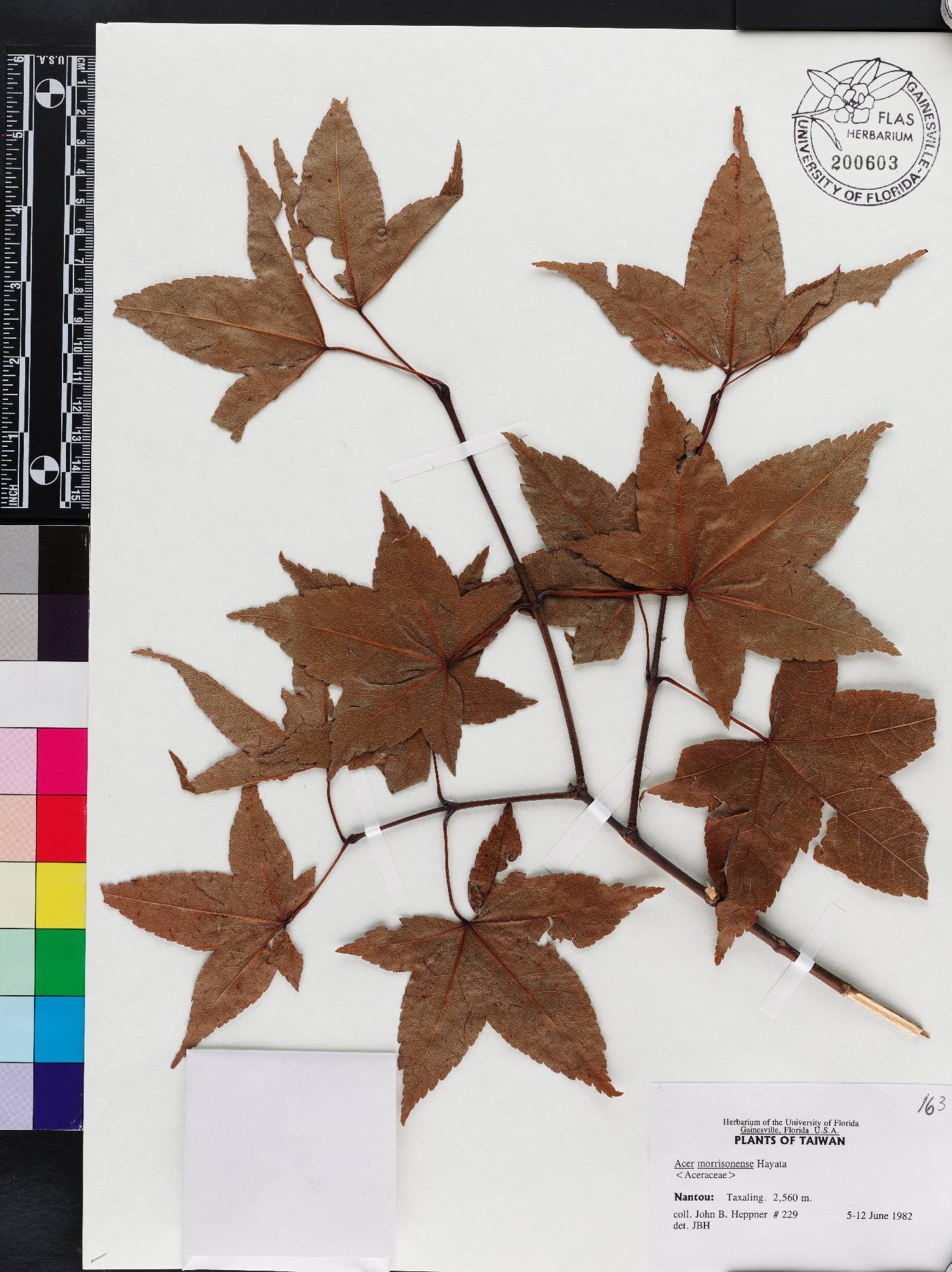 Acer caudatifolium image