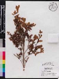 Baccharis pilularis subsp. consanguinea image