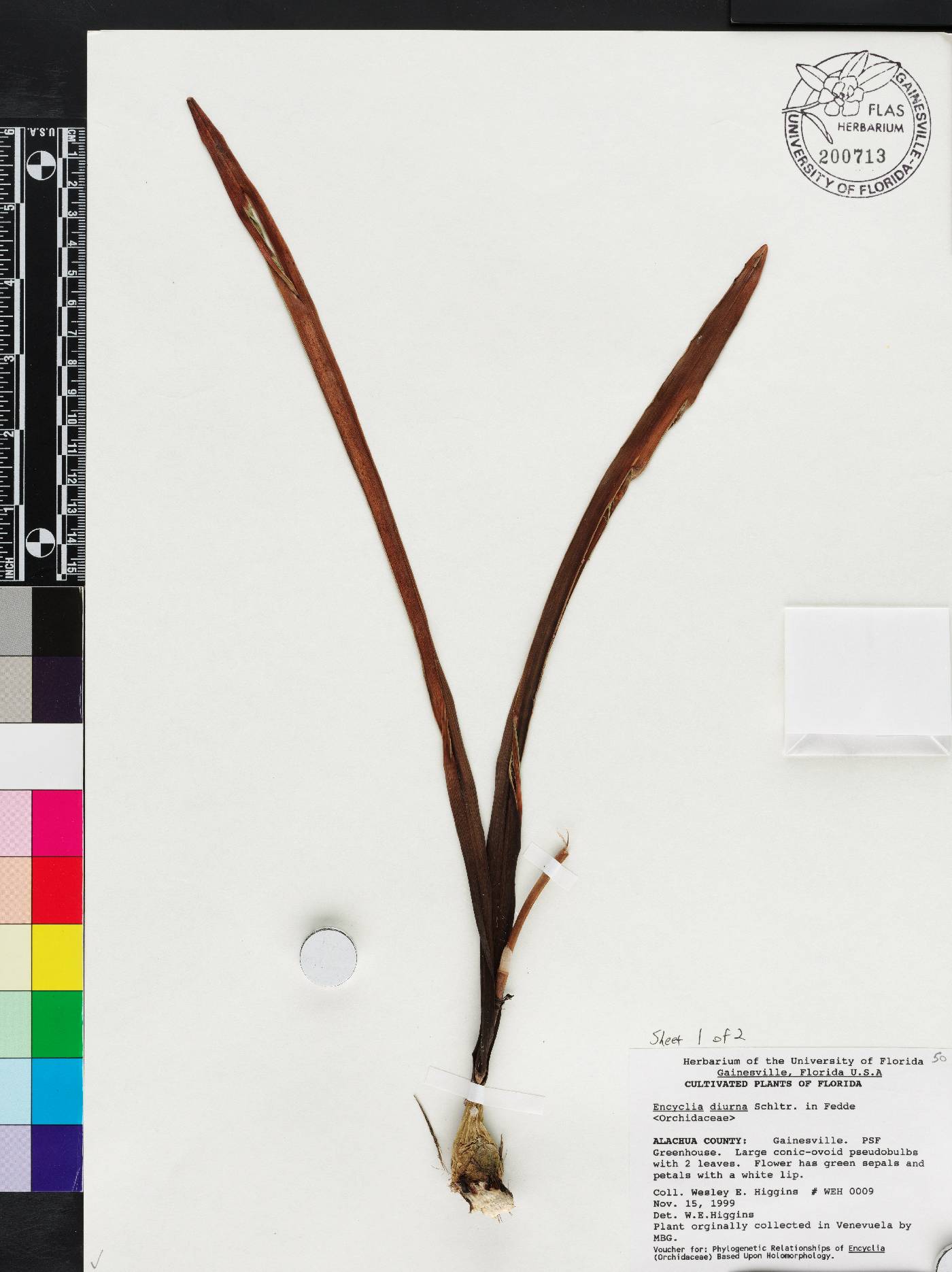 Encyclia diurna image