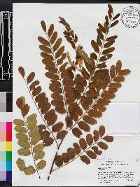 Cassia roxburghii image