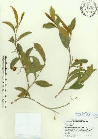 Vallesia antillana image