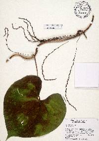 Dioscorea bulbifera image