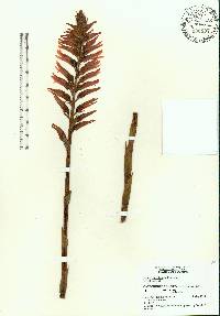 Sacoila lanceolata var. lanceolata image