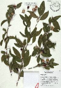 Ximenia americana image