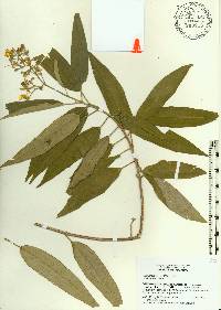 Miconia bicolor image