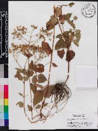 Ageratina jucunda image