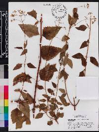 Ageratina jucunda image