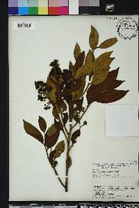 Triadenum walteri image