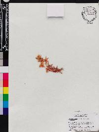 Oncidium noezlianum image