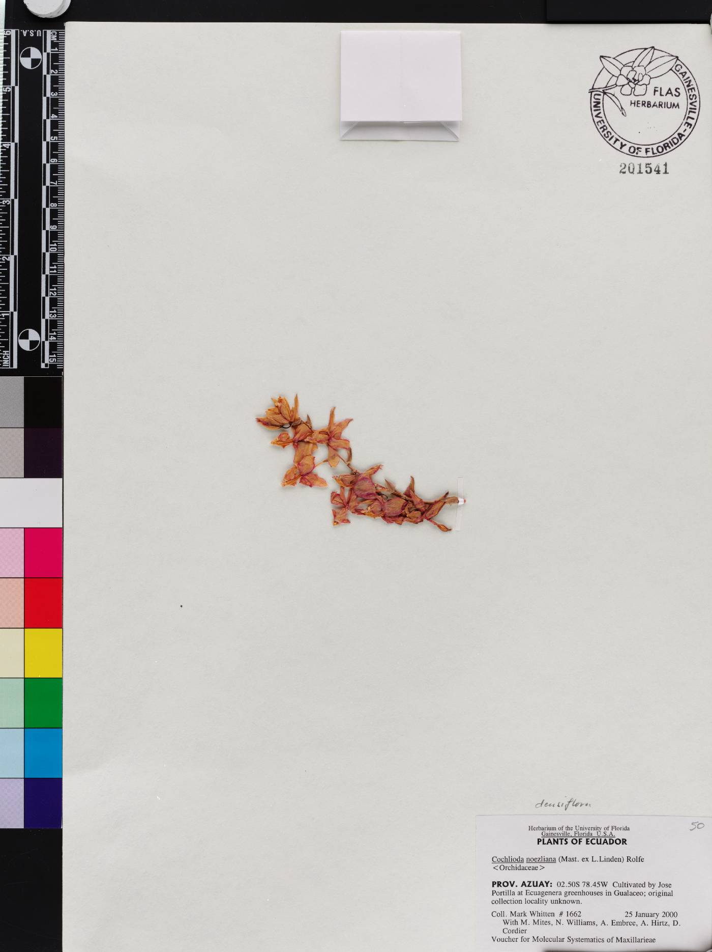 Oncidium noezlianum image