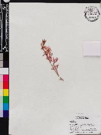 Oncidium vulcanicum image