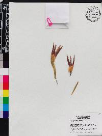 Maxillaria perryae image