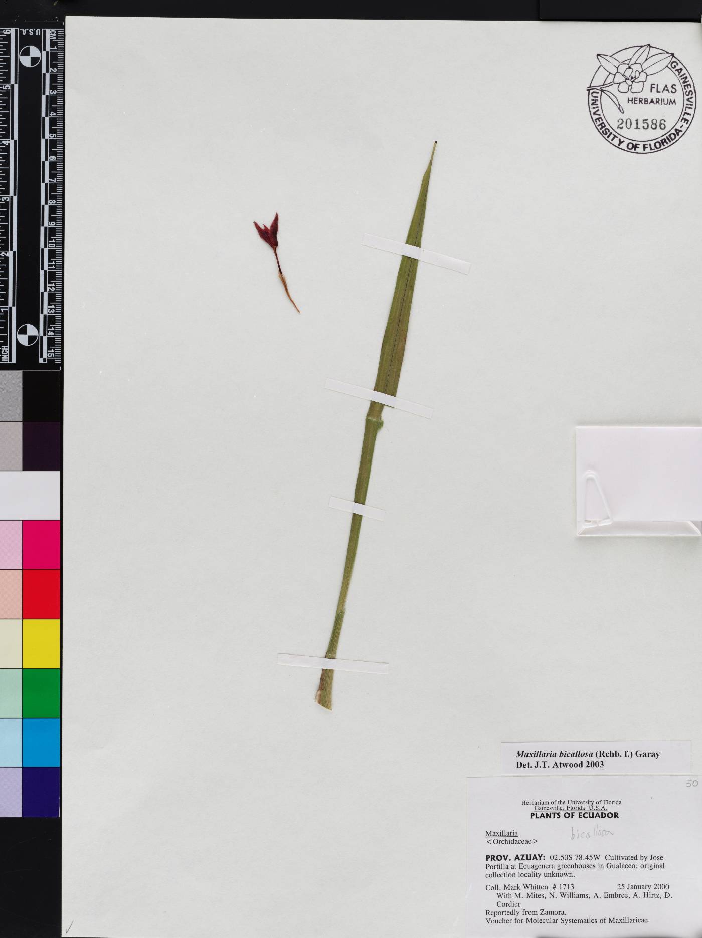 Maxillaria bicallosa image